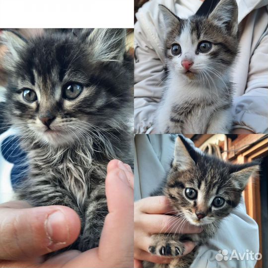 Котята в дар