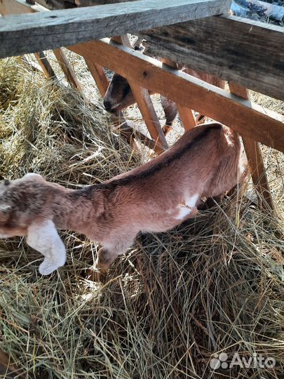 Козлята нубийские с камори