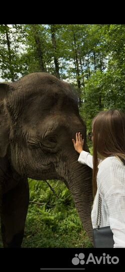 Тур в парк слонов