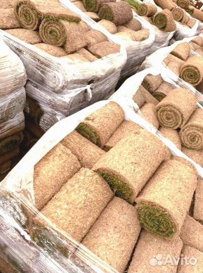 Рулонный газон от производителя