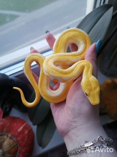 Фигурка Derri Animals. Тигровый питон