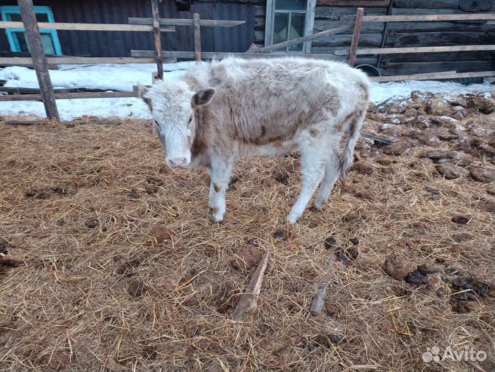 Продам тёлок