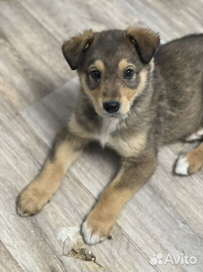 Щенки в добрые руки