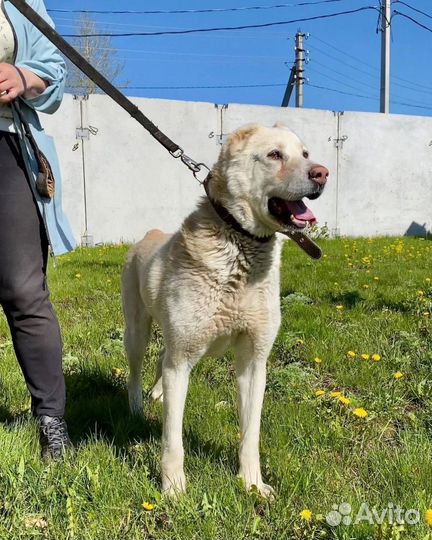 Спасите алабая из приюта