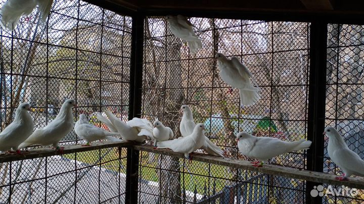 Голуби на свадебный выпуск