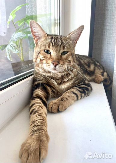 Домашний, умный кот в добрые руки