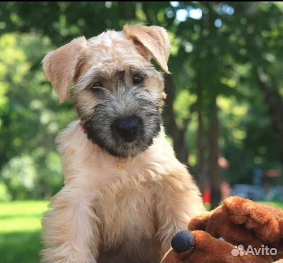 Ирландский мягкошёрстный пшеничный терьер