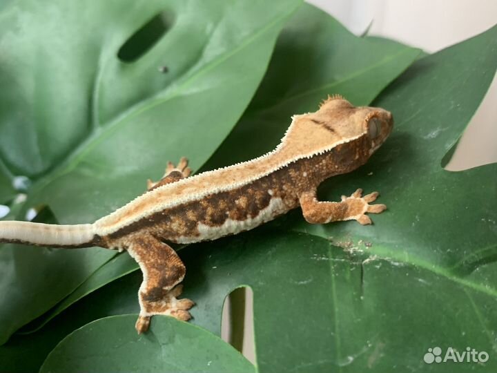 Реснитчатый бананоед