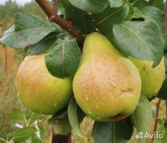 Груша