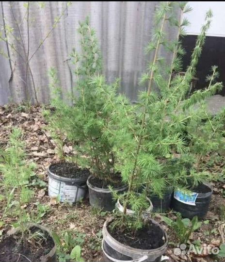 Саженцы Сосны, Лиственицы,Березы, Клена, Рябины