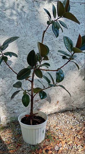 Фикус и драцена