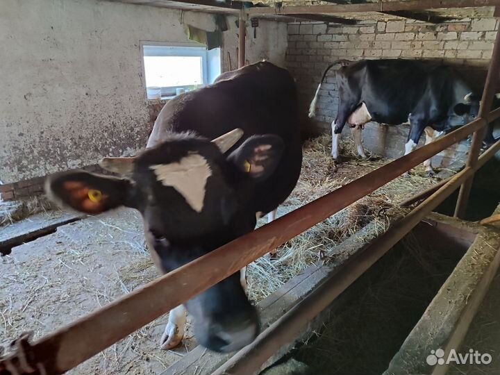 Продаëтся тëлка