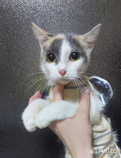 Стерилизованная девочка в добрые руки