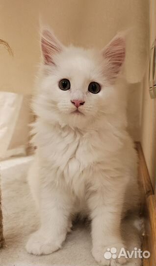 Котенок Мейн-кун Девочка