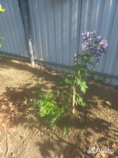 Кустик синюхи голубой