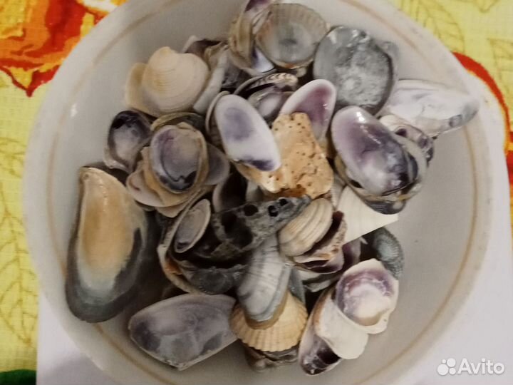 Морские ракушки