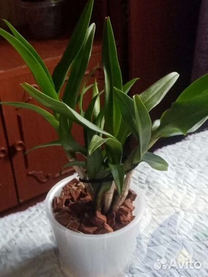 Орхидея дендрофаленопсис