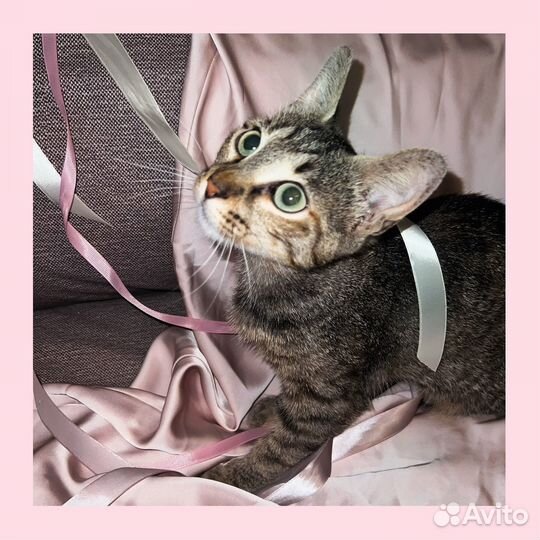 Кошка, котенок