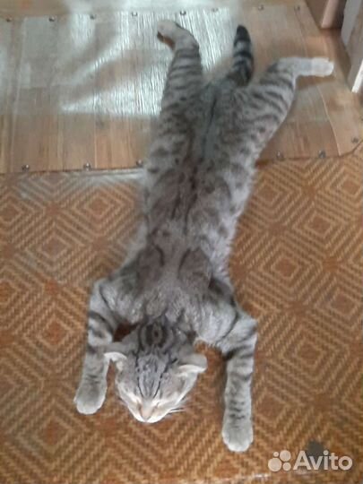 Кошка