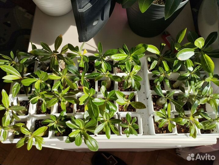 Роза пустыни Адениум