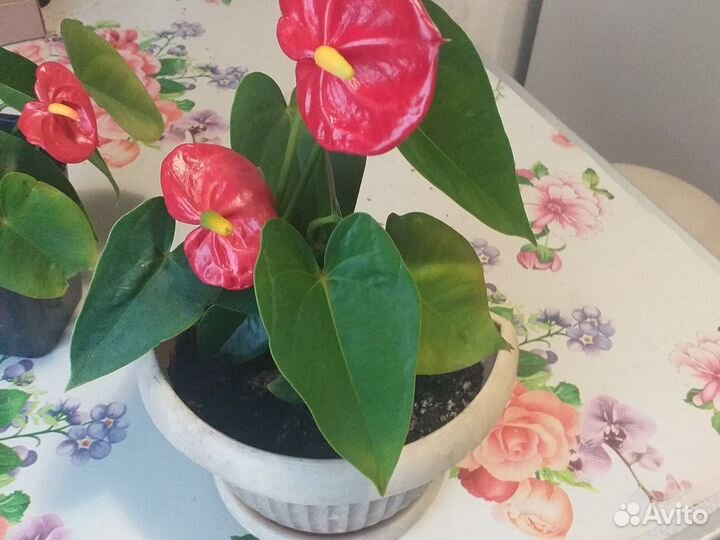 Антуриум мужское счастье