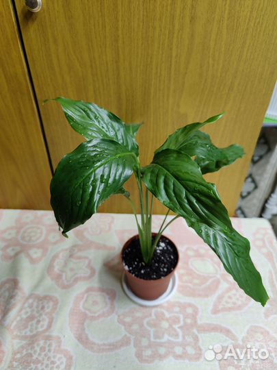 Спатифиллум