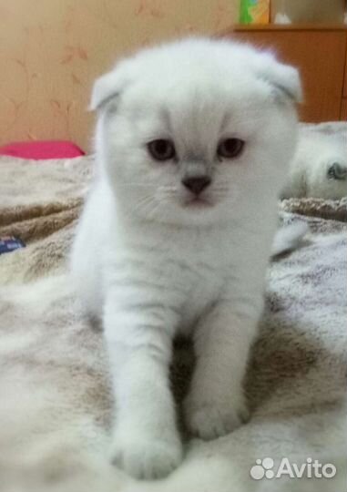 Кошечки и котики колорные