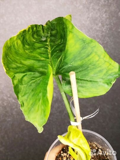 Сингониум орм тонг вар