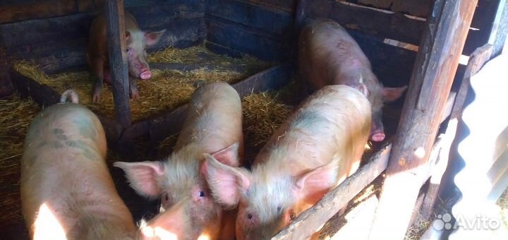 Продам свиней порода помесь Ландерс и дюрок