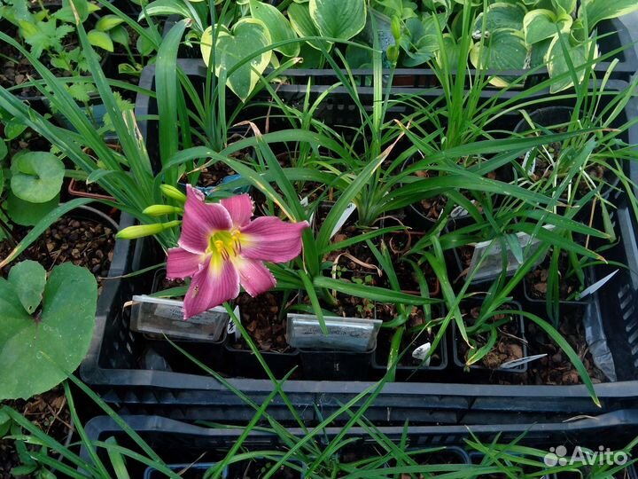 Лилейники, хосты и многолетники в контейнерах