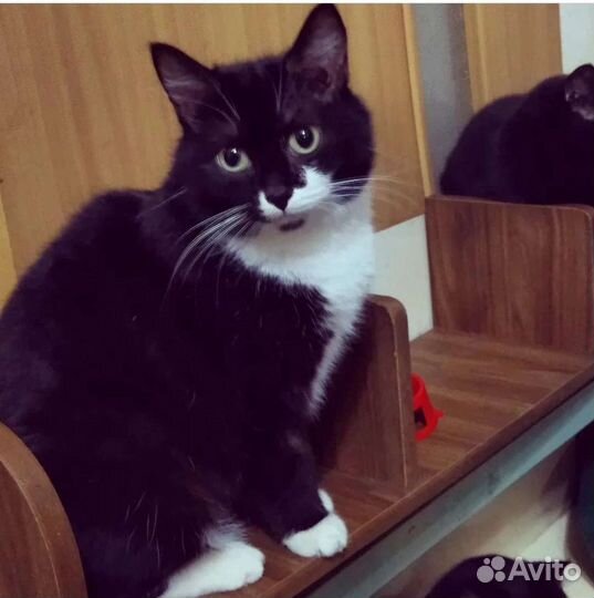 Кошечка Марго