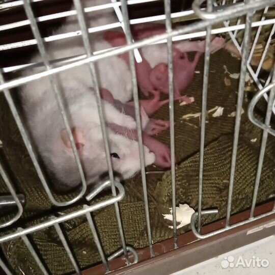 Крыса Дамбо хаски крысята