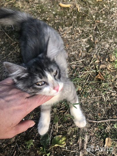 Котенок пропадает на улице