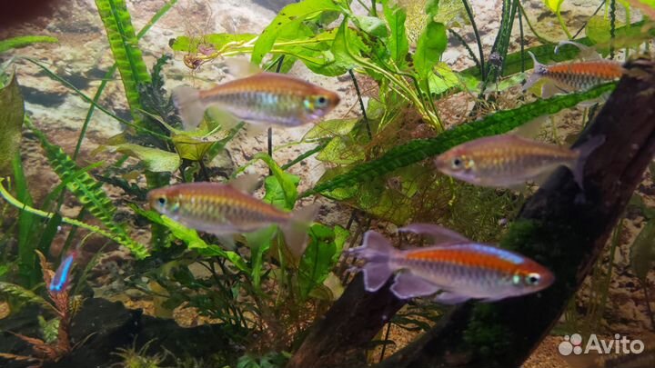 Тетра Конго