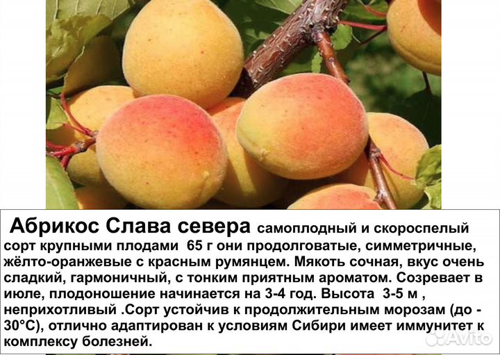 Саженцы абрикос