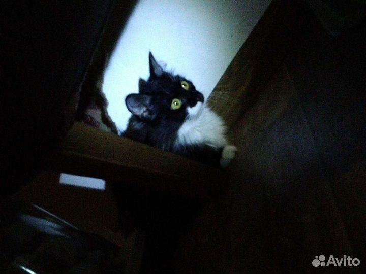 Кошечка в добрые руки
