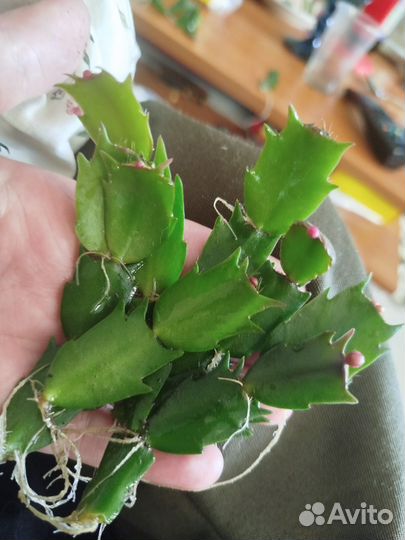 Цветущий декабрист, розовый