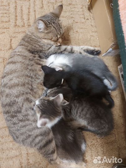 Котята в добрые руки