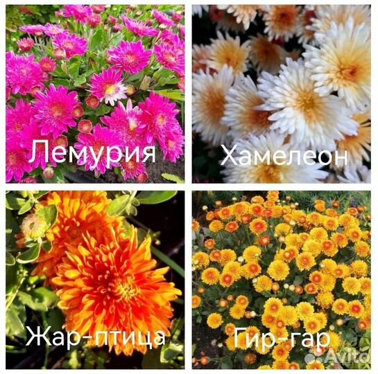 Хризантема корейская и мультифлора