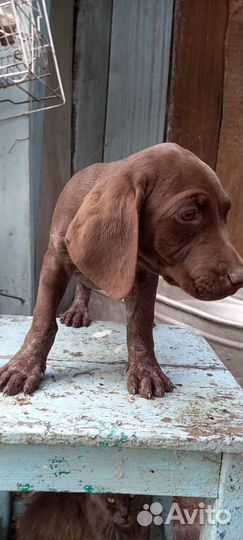 Щенки курцхаара