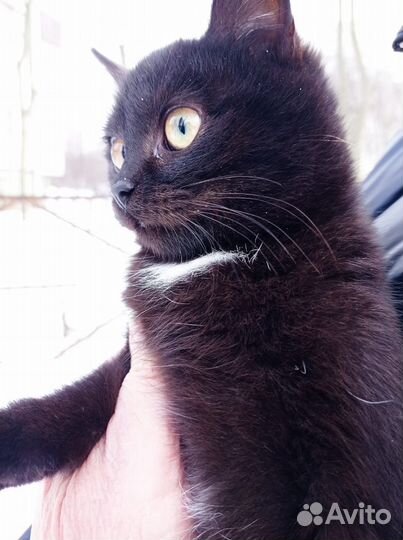 Молоденький котик Даня в добрые руки