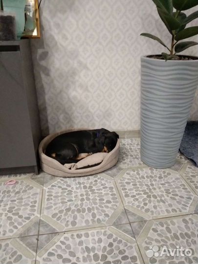 Передержка животных на время отпуска