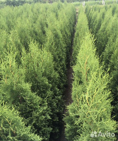Саженцы Туи 175 см Оптом из питомника Гарантия