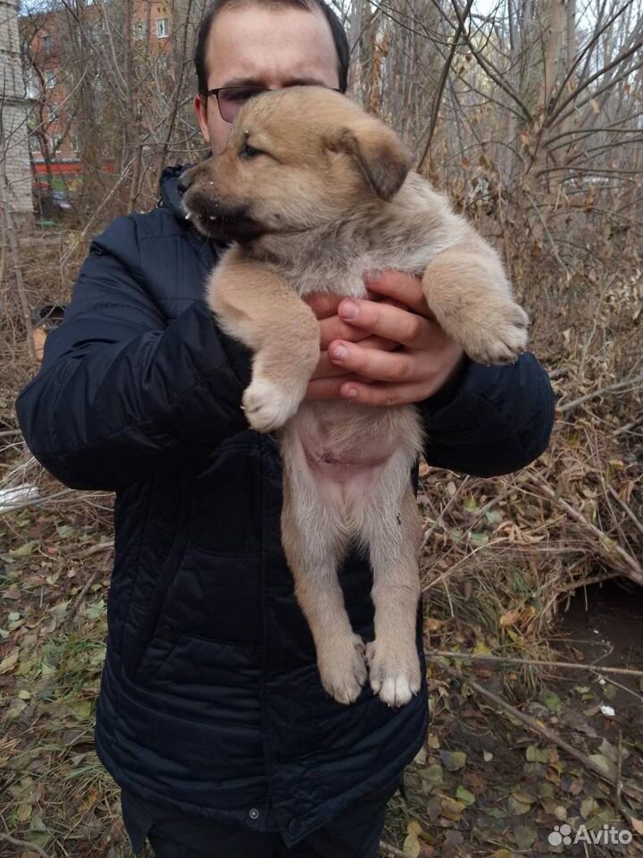 Люди, спасите щенка