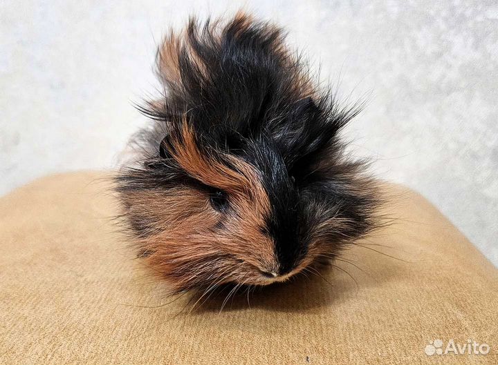 Малыши морских свинок