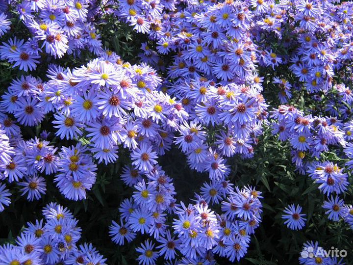 Многолетние астры, красивые георгины