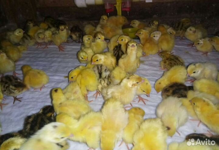 Живые перепела, яйцо инкубационное