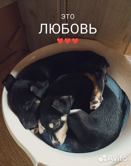 Щенок Мишка 3,5 мес