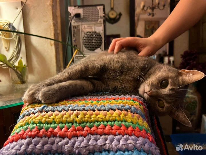 Домашние животные