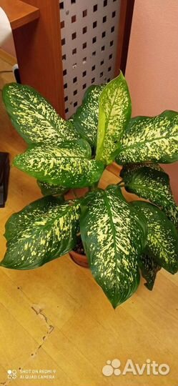 Диффенбахия